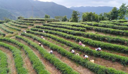 信邦制药:公司目前研发项目主要包括中药材种植技术研究、中药材质量提升研究、中药饮片炮制工艺提升研究、大健康产品研发等