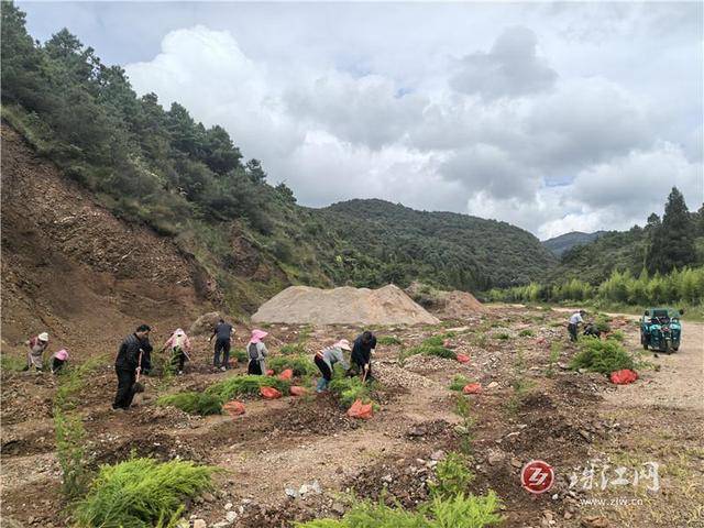 中安街道东堡社区“为荒山植发”：四千新绿唤醒沉睡矿山